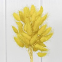Сухоцветы "Лагурус" 60см (55±5 шт.) Жёлтый 1/250 Арт: 420062/8